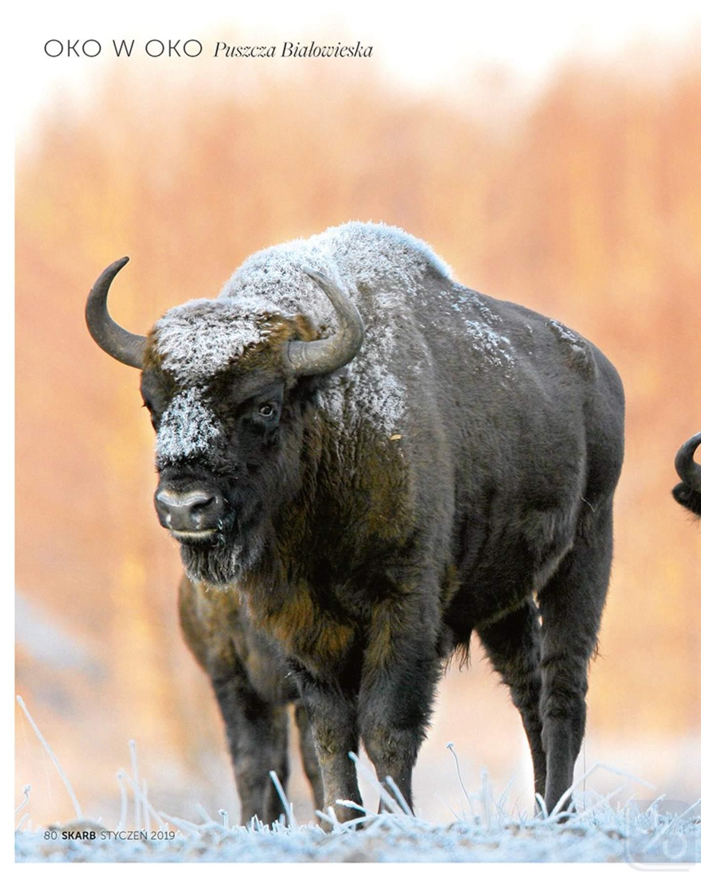 Gazetka promocyjna Rossmann str. 80